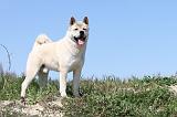 AKITA AMERICAIN 085
